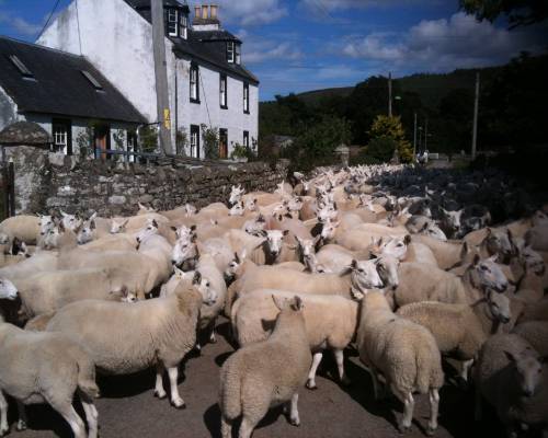 Rush hour in Culrain