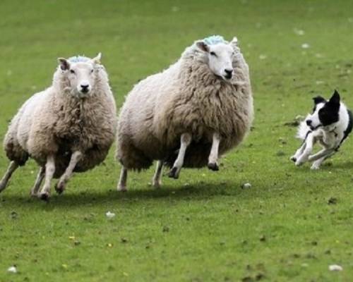 Sheepdog trials